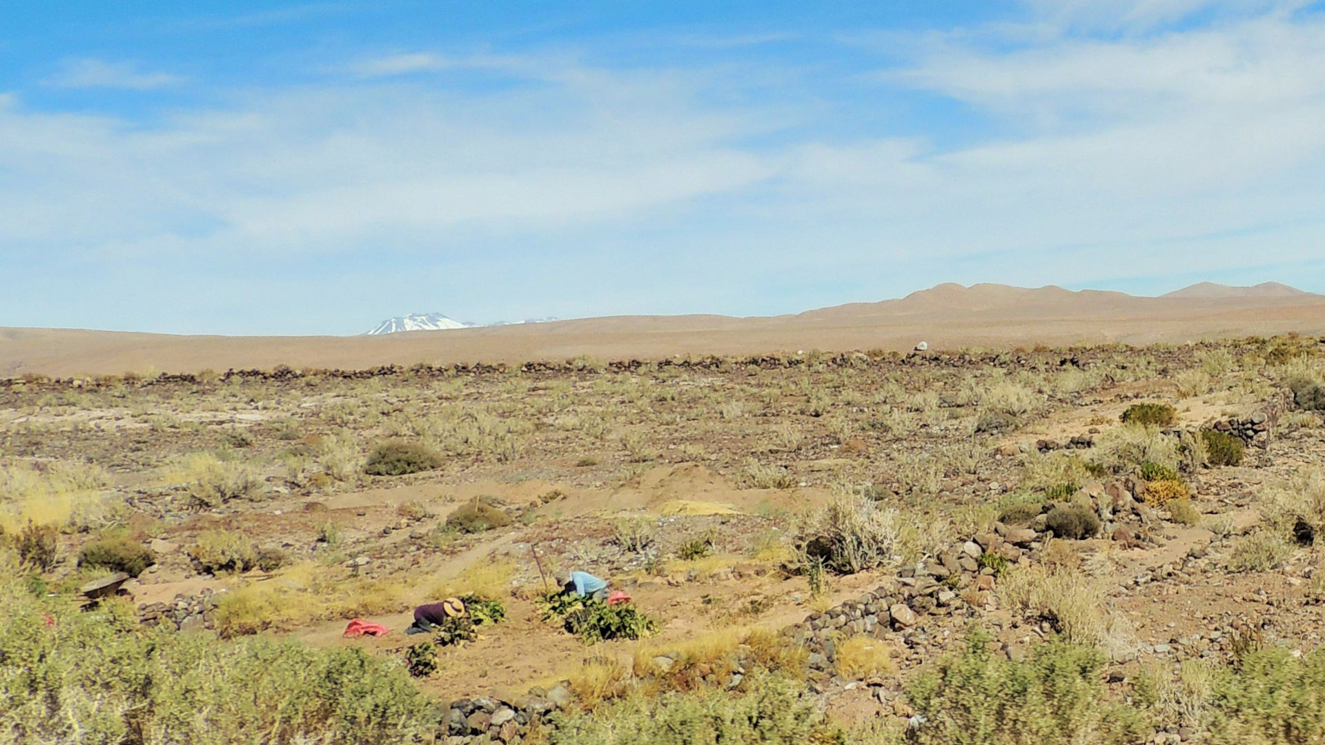 Región de Antofagasta: “Laboratorio para la agricultura en el desierto”