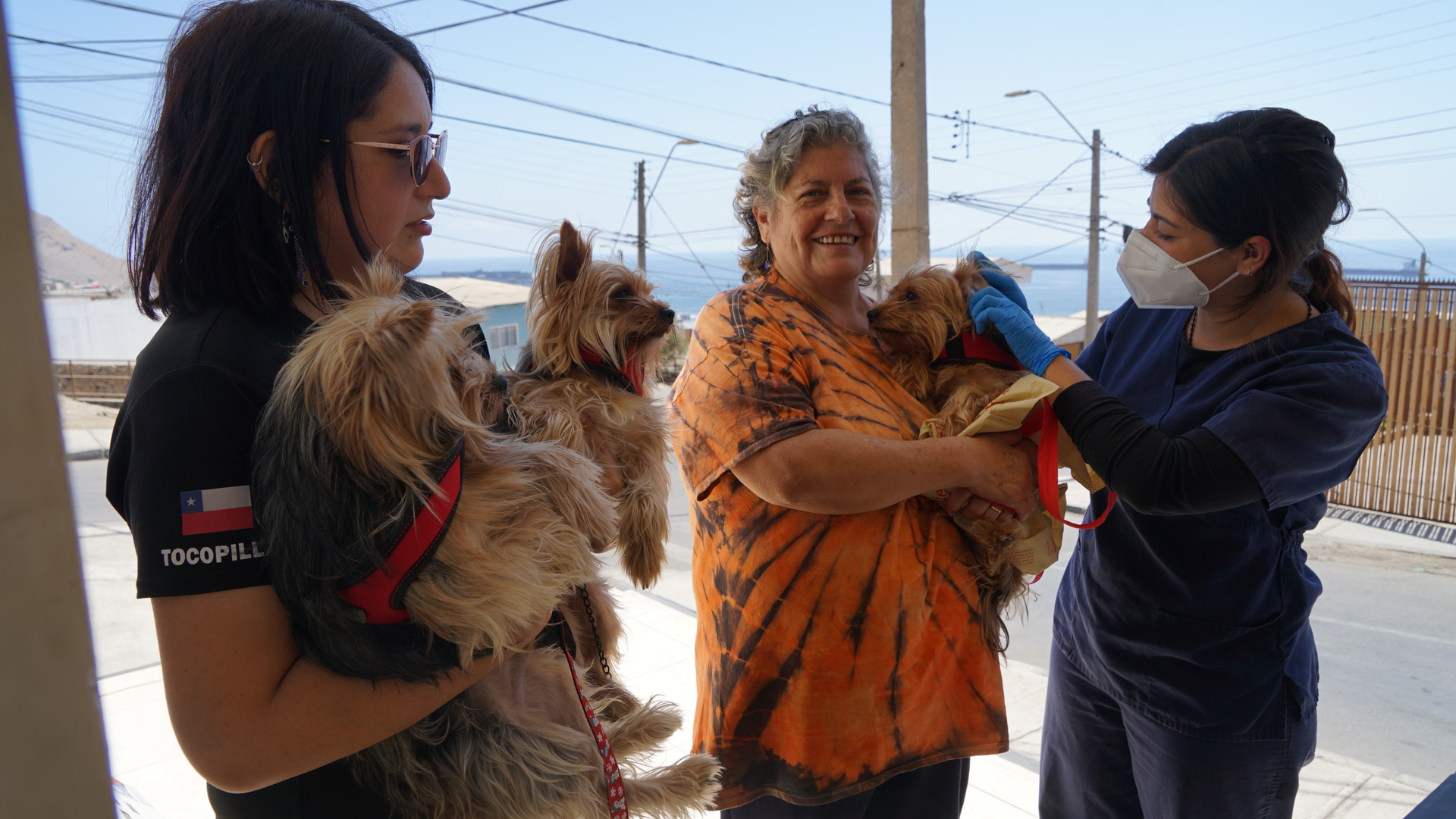 Más de 200 esterilizaciones gratuitas de perros se realizan en operativo en la Región de Antofagasta